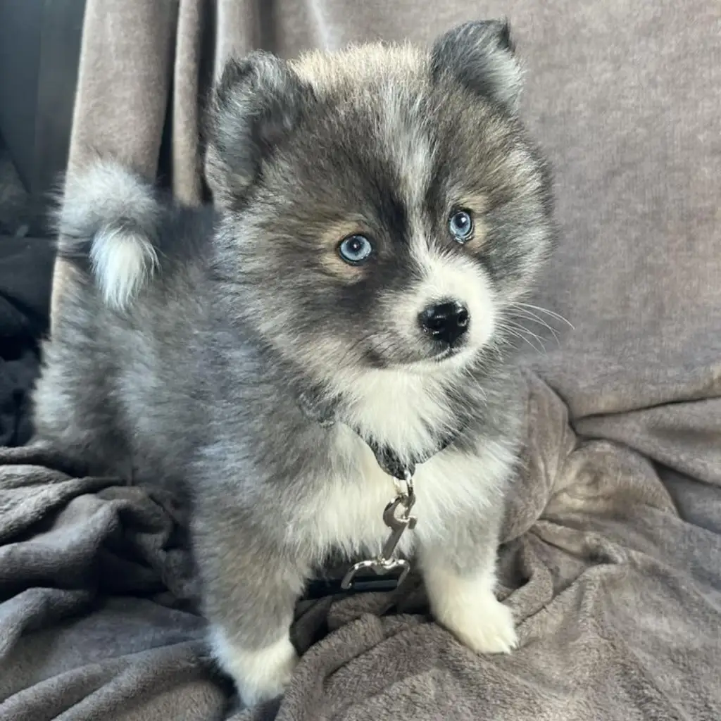Pomsky Blue foto real 3