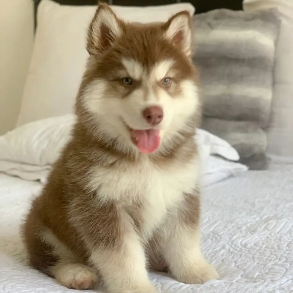 Pomsky Rojo / Cobrizo foto real 3