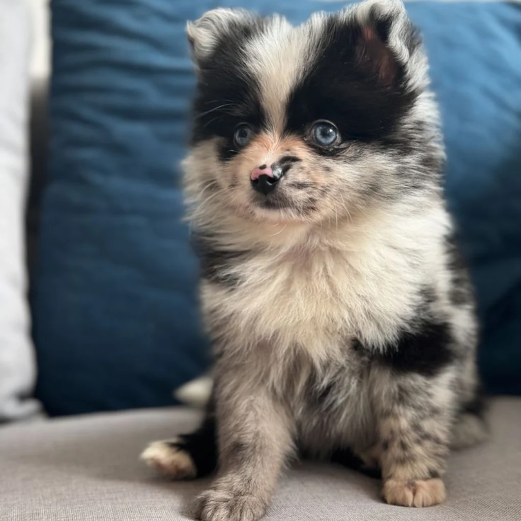 Pomsky Merle foto real 3