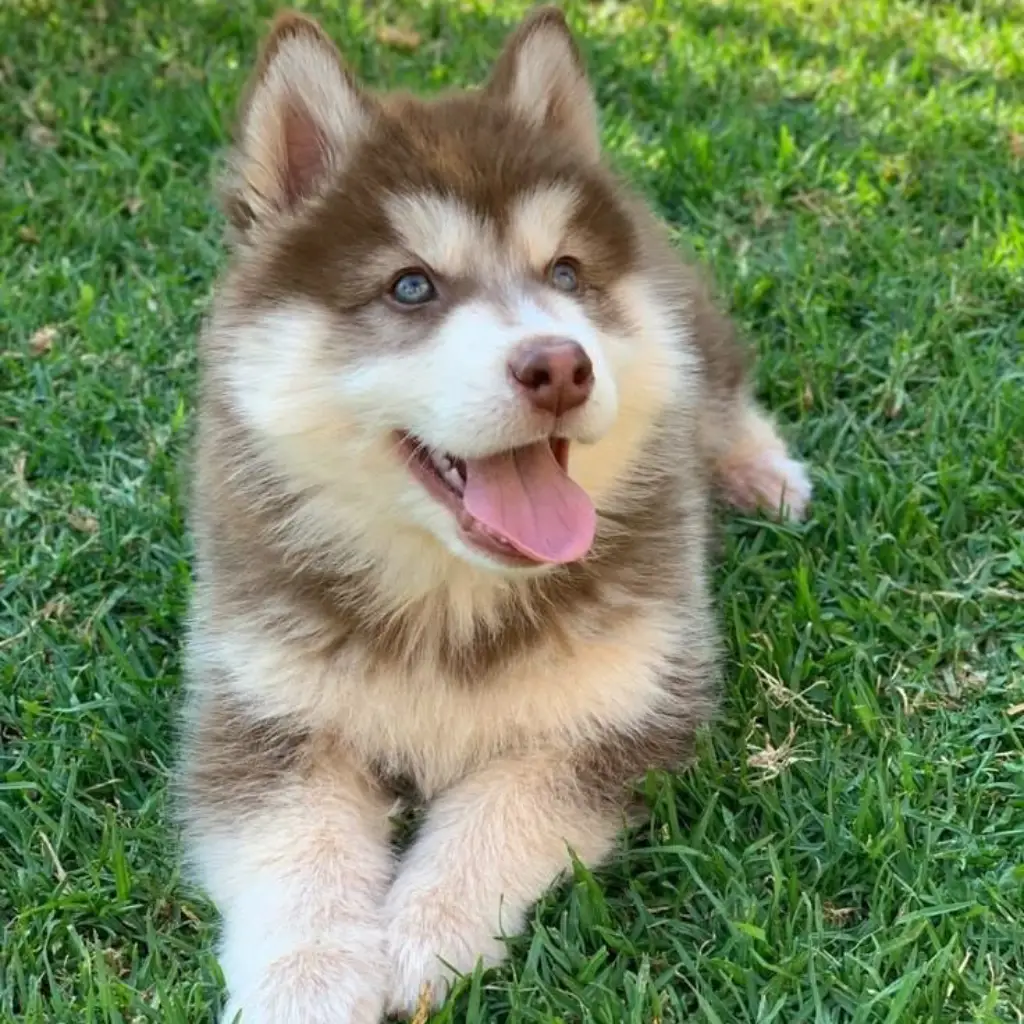 Pomsky Rojo / Cobrizo - cachorro de criadero Pomsky Colombia