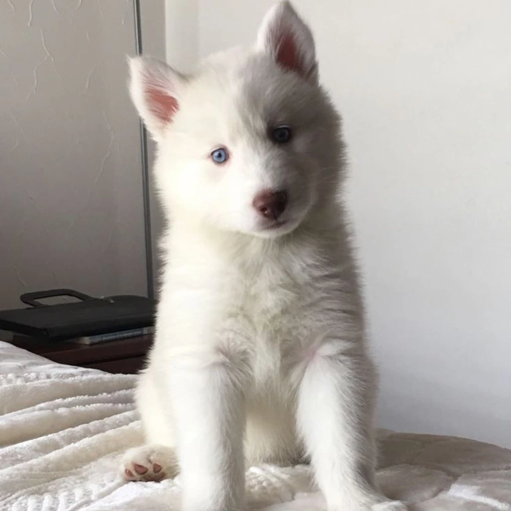 Pomsky Blanco - cachorro de criadero Pomsky Colombia