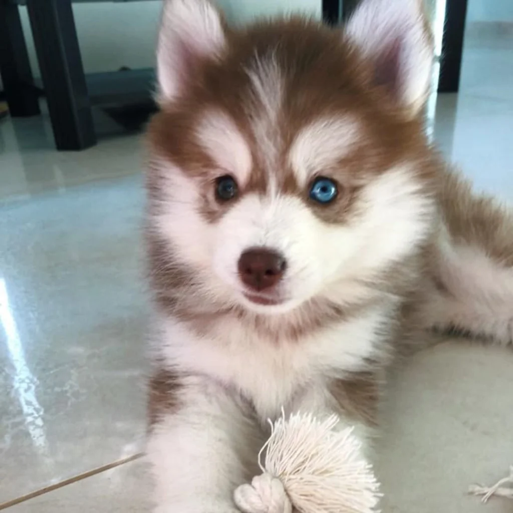 Pomsky Blanco con Café - cachorro de criadero Pomsky Colombia