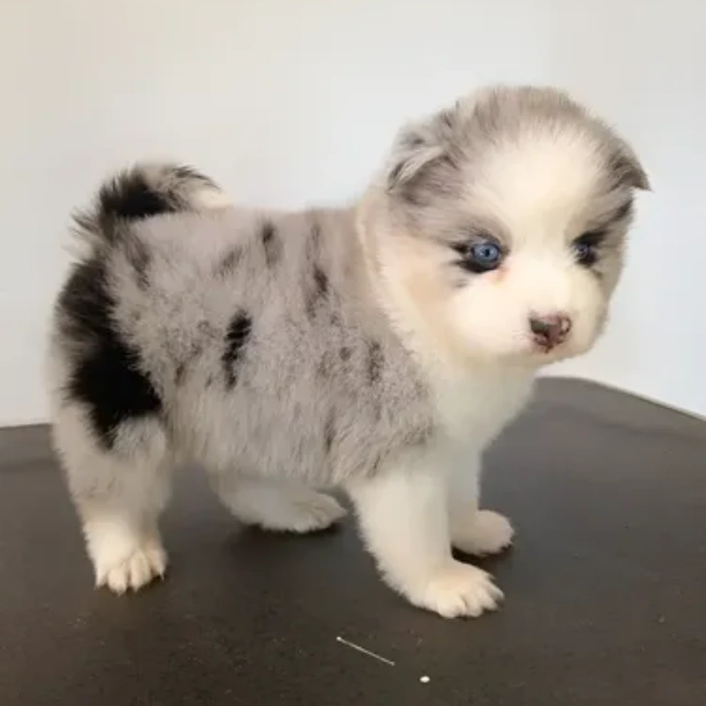 Pomsky Merle foto real 2