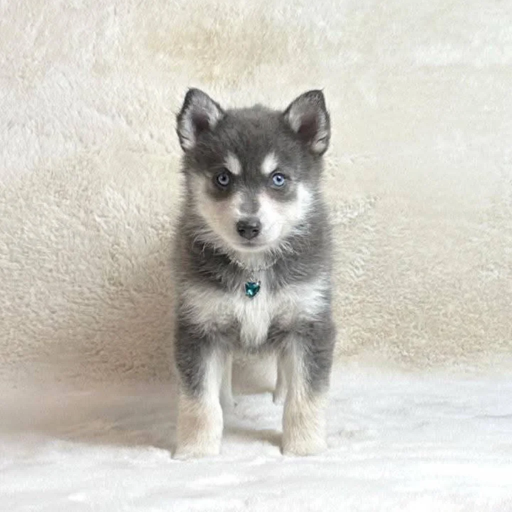 Pomsky Blue - cachorro de criadero Pomsky Colombia