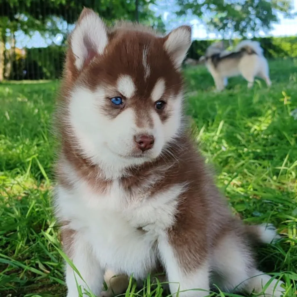 Pomsky Blanco con Café foto real 2