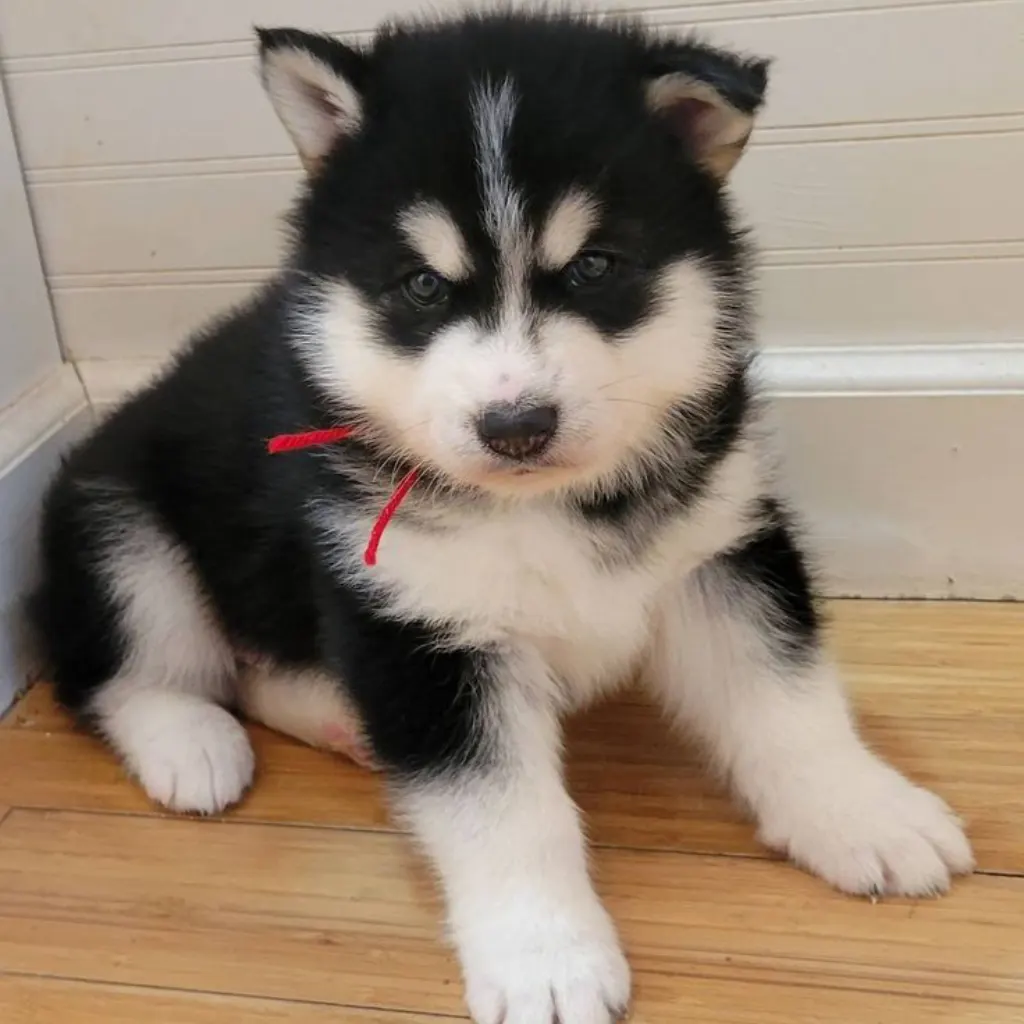 Pomsky Blanco con Negro foto real 3