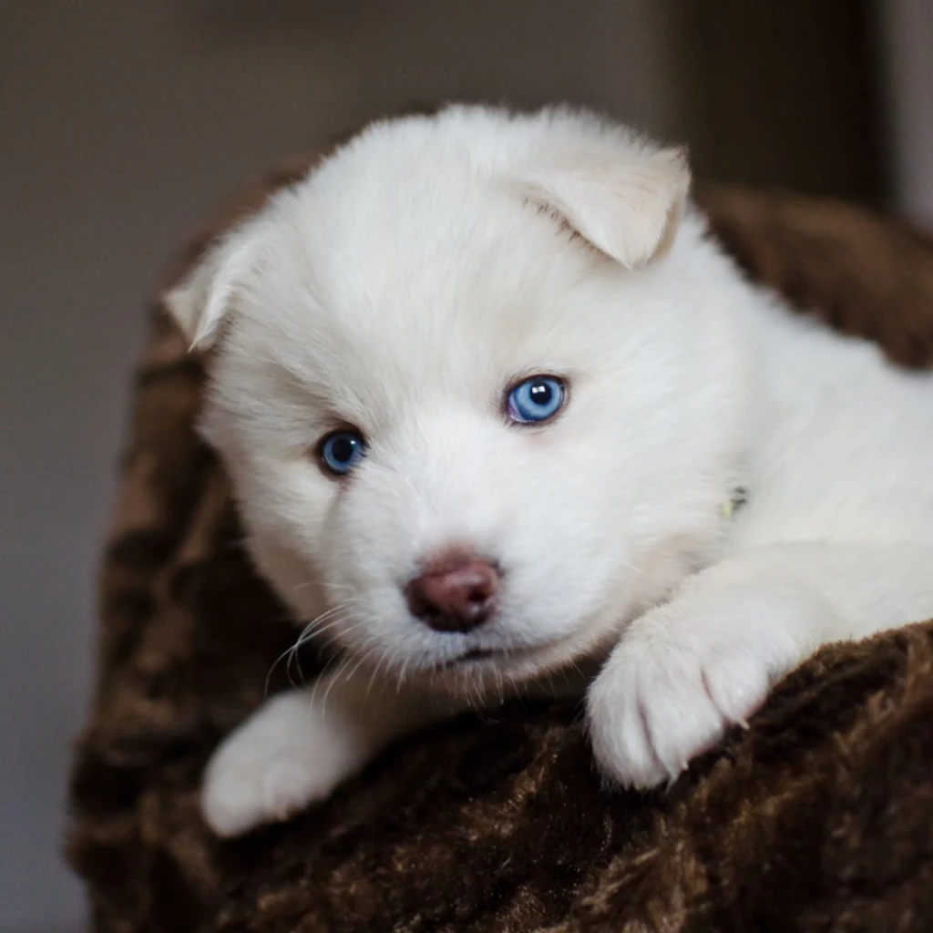 Pomsky Blanco foto real 3