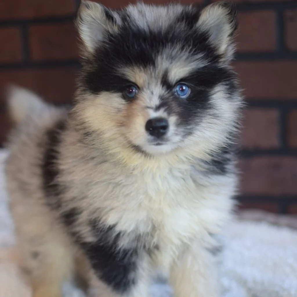 Pomsky Merle - cachorro de criadero Pomsky Colombia