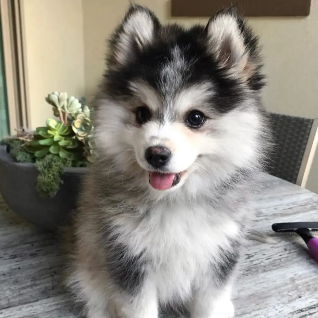 Pomsky Sable / Agutí - cachorro de criadero Pomsky Colombia
