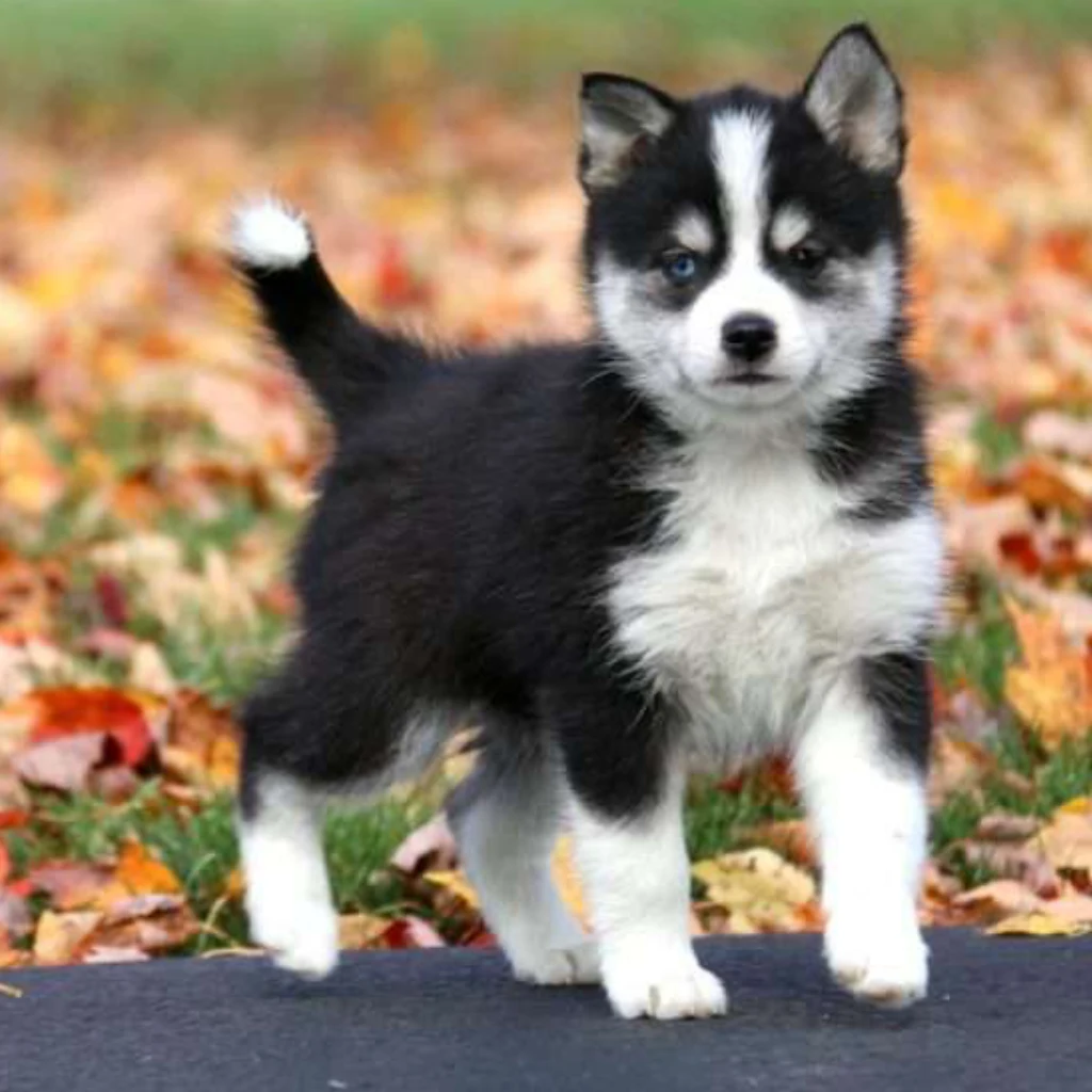 Pomsky Negro - cachorro de criadero Pomsky Colombia