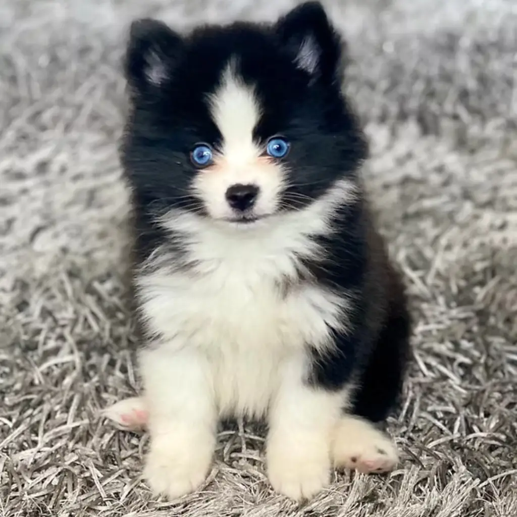 Pomsky Negro foto real 2
