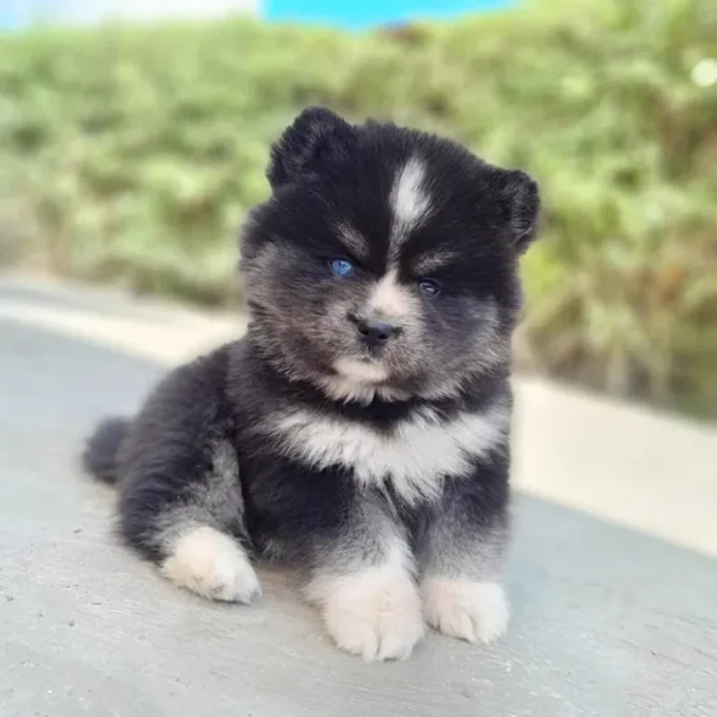 Pomsky Negro foto real 3