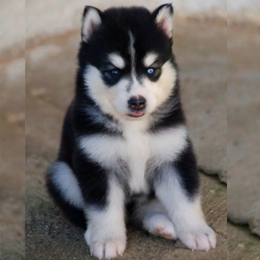 Pomsky Blanco con Negro foto real 2