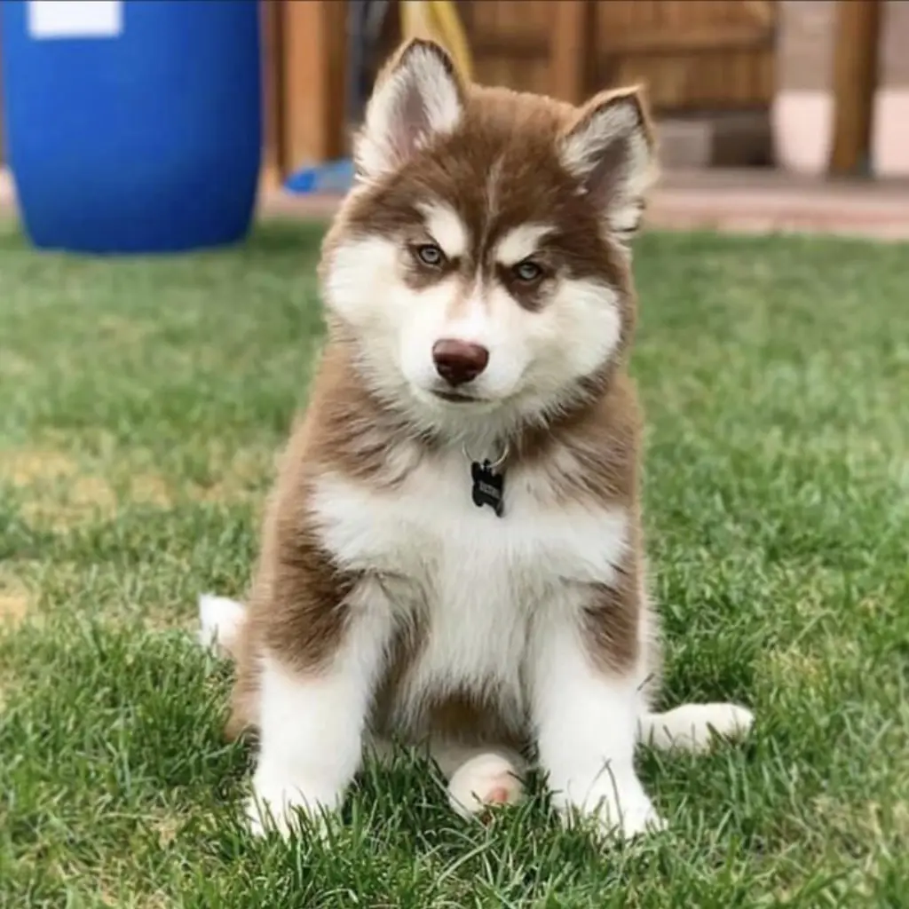 Pomsky Rojo / Cobrizo foto real 2