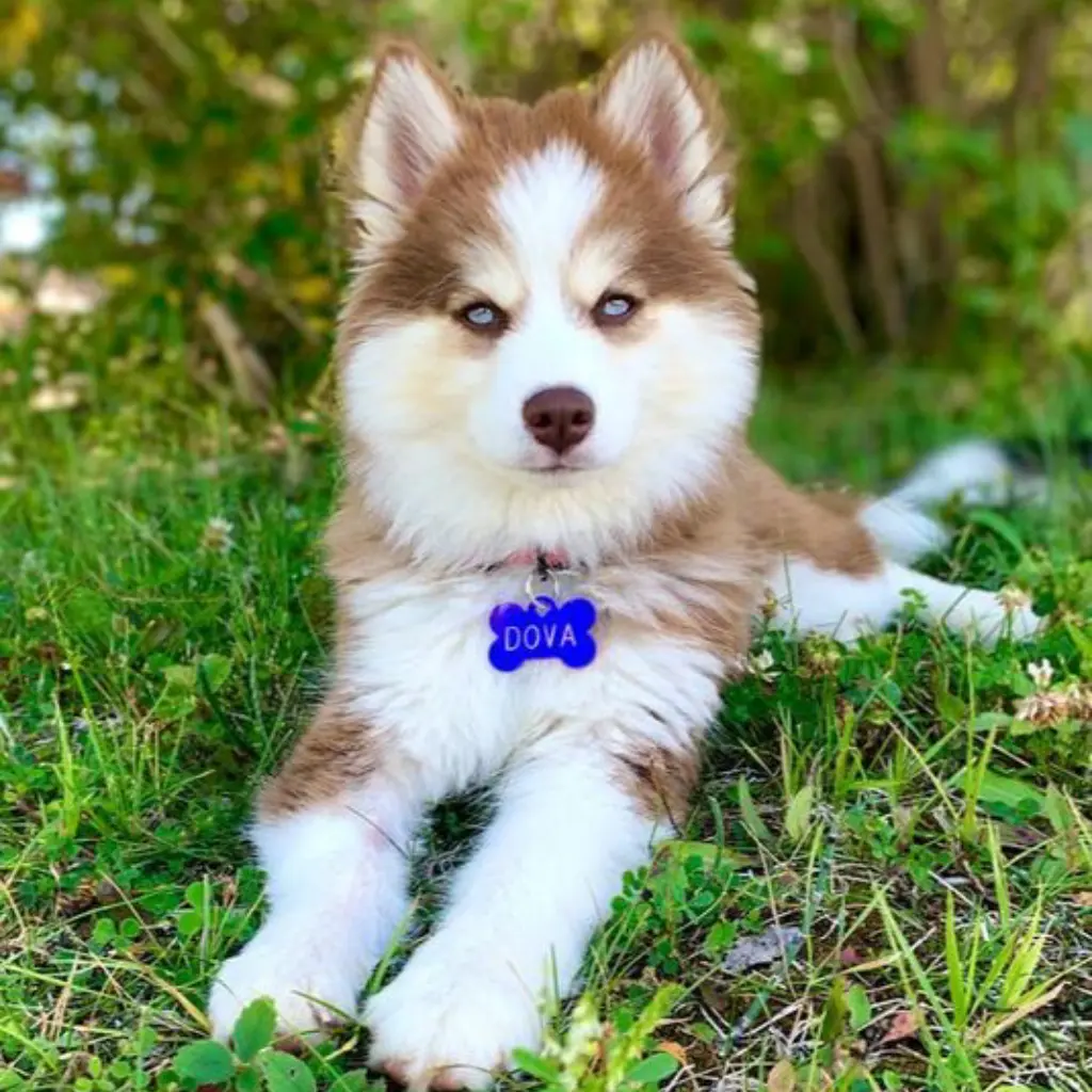 Pomsky Blanco con Café foto real 3