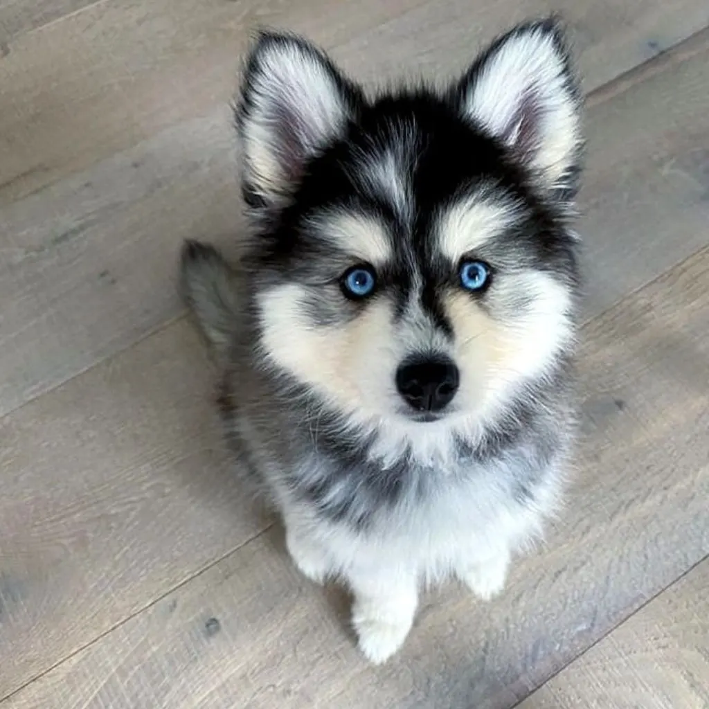 Pomsky Blanco con Negro - cachorro de criadero Pomsky Colombia