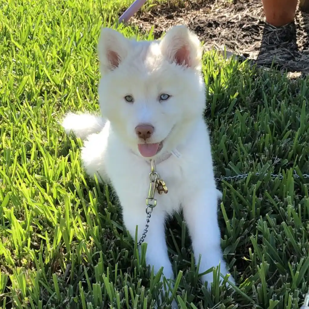 Pomsky Blanco foto real 2